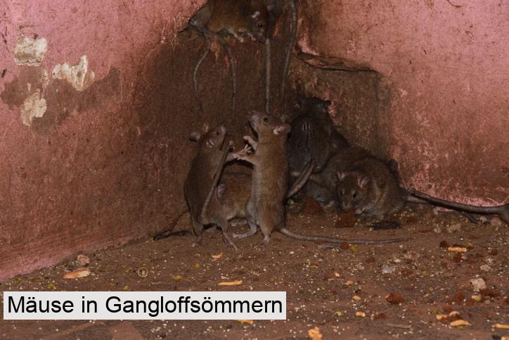 Mäuse in Gangloffsömmern